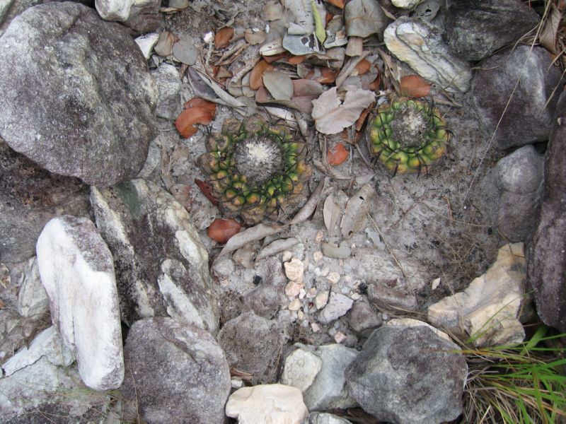 2008-01-09 Chapada (04) Cactus